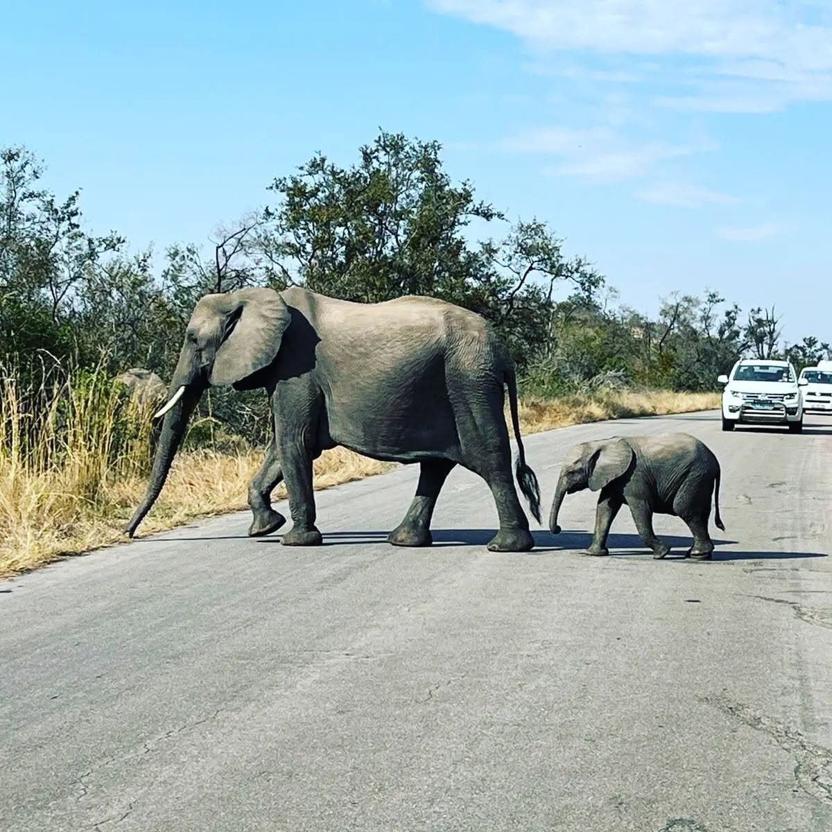 An elephant and her calf crossing the road in front of our cars